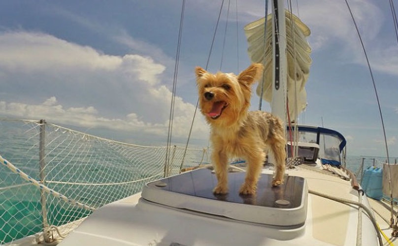 Is It Safe To Bring Your Dog To A Cruise?