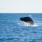 Things to Remember When Going Whale Watching